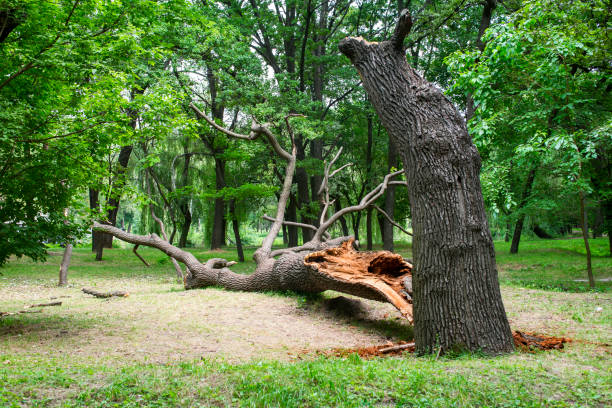 How Our Tree Care Process Works  in  Ansted, WV